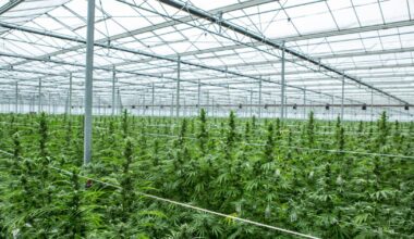 de la culture des plants au médicament, au cœur d’un laboratoire anglais à la pointe des cannabinoïdes