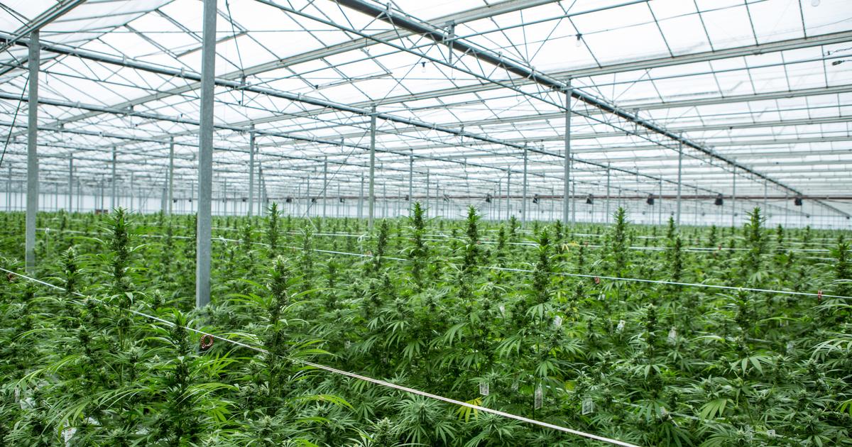 de la culture des plants au médicament, au cœur d’un laboratoire anglais à la pointe des cannabinoïdes