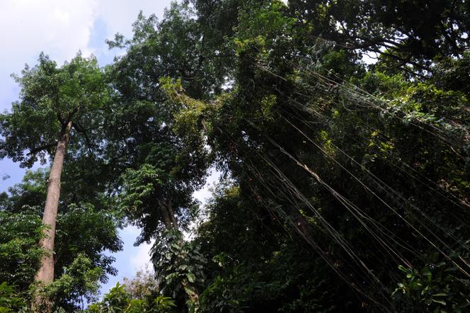 La forêt de Bogor, dans la province de Java-Ouest, en Indonésie. Le pays est souvent critiqué en raison de la déforestation galopante due aux industries de l’huile de palme, de l’exploitation minière et du papier. 
