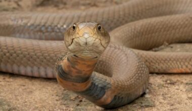 des chercheurs mettent au point un anti-venin de serpent «universel»