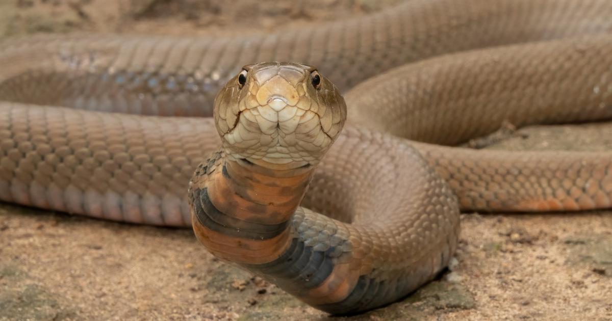 des chercheurs mettent au point un anti-venin de serpent «universel»