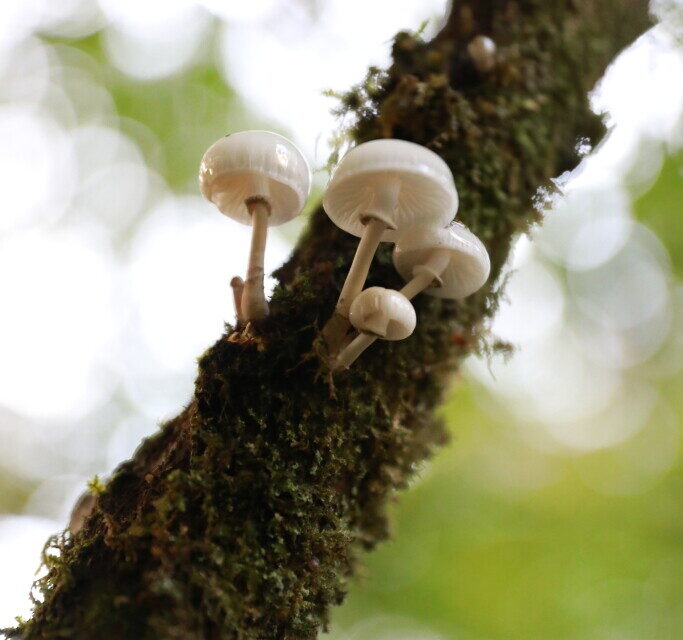 délicate, la mucidule visqueuse a une couleur de porceleine. On peut même voir à travers.