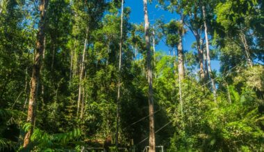 «Risque élevé» que du bois importé dans l'UE soit issu de la déforestation de Bornéo, alerte un rapport