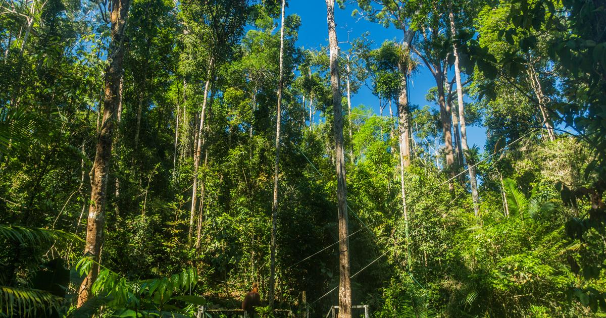 «Risque élevé» que du bois importé dans l'UE soit issu de la déforestation de Bornéo, alerte un rapport