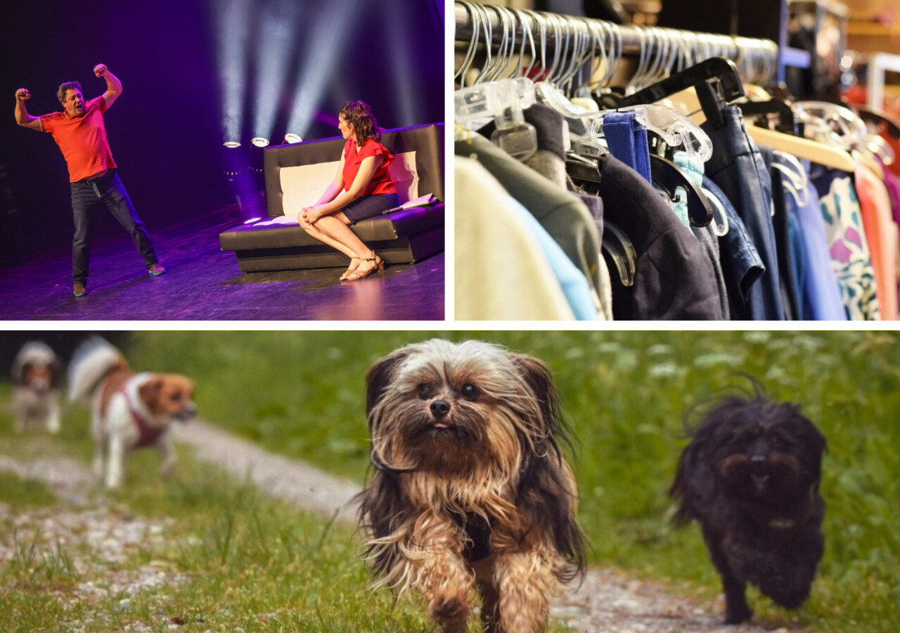 Humour, bons plans, animaux, sorcières… Que faire ce week-end des 11 et 12 octobre à Lille ?