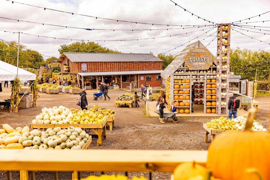 Un champ avec de nombreuses citrouilles dans des étagères en bois et un grand bâtiment en forme de hangar rempli de citrouilles. Certaines personnes se promènent avec des brouettes.