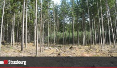La Ville de Strasbourg va mettre des parcelles de forêt vosgienne en libre évolution