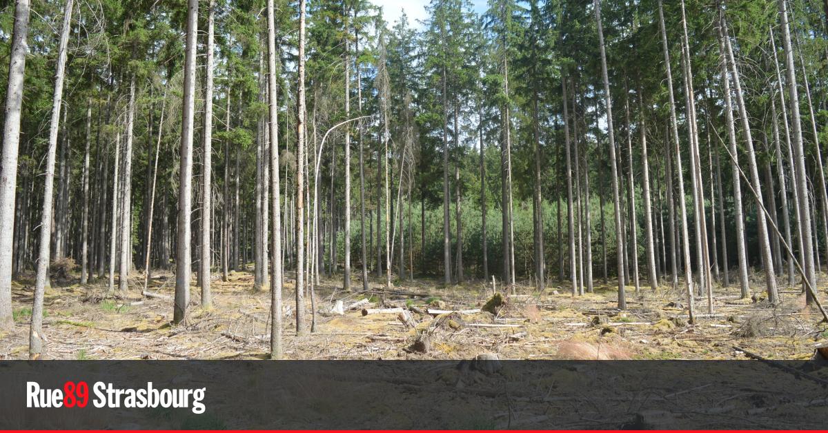 La Ville de Strasbourg va mettre des parcelles de forêt vosgienne en libre évolution