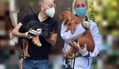 des dizaines d’animaux sauvés d’une maison insalubre à Arcachon