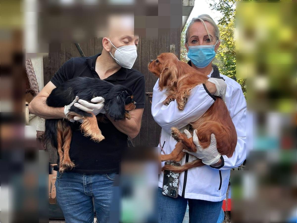des dizaines d’animaux sauvés d’une maison insalubre à Arcachon