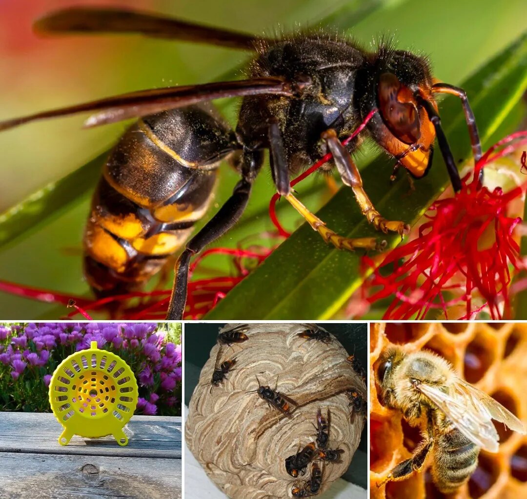 La ville distribue 2000 pièges contre le frelon asiatique