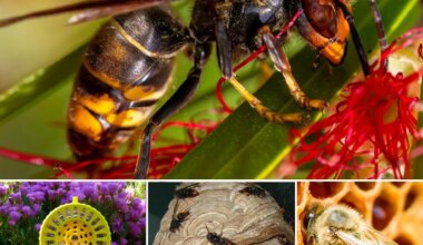 La ville distribue 2000 pièges contre le frelon asiatique