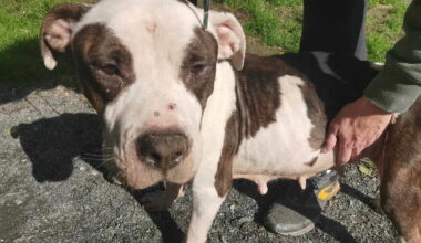 Près de Nantes, trois chiens "squelettiques" sauvés par une association et la police