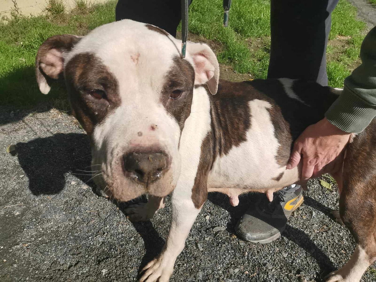 Près de Nantes, trois chiens "squelettiques" sauvés par une association et la police