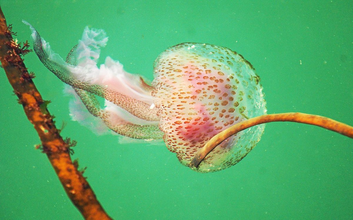 Cliché de Zef : un banc de méduses colorées à Lanildut