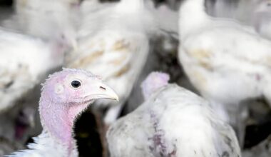 Grippe aviaire : près de Nantes, un foyer détecté dans un élevage de dindes