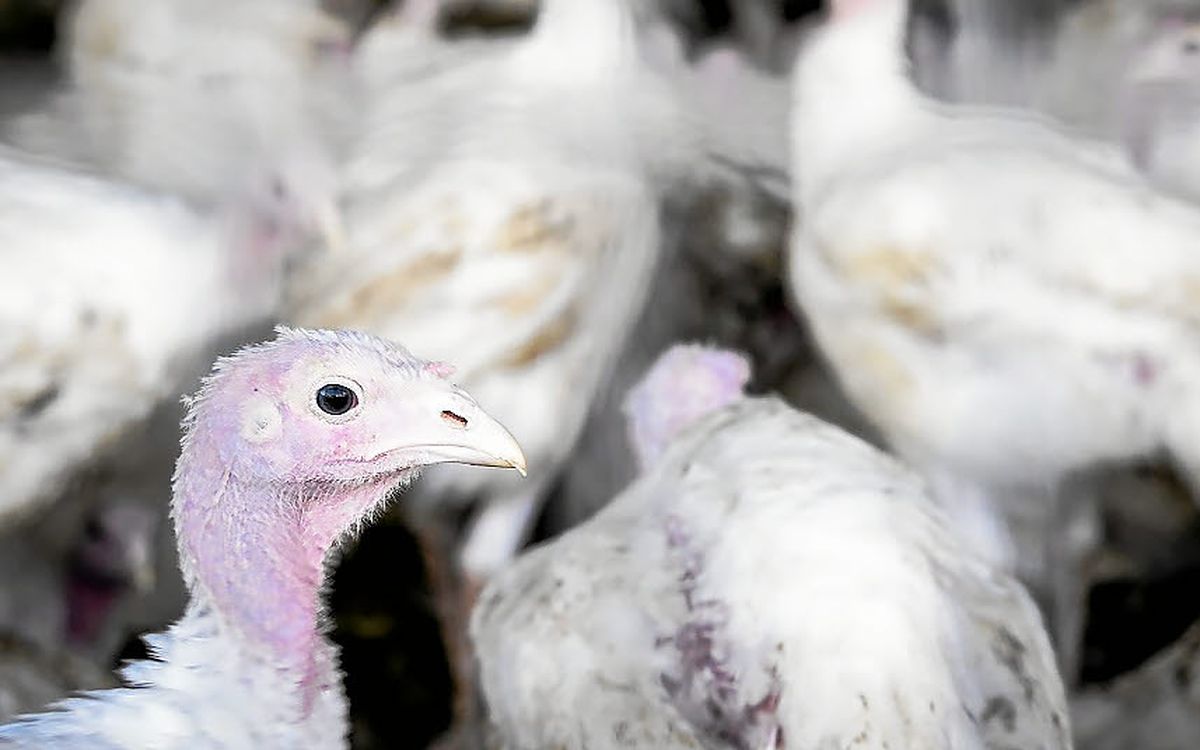 Grippe aviaire : près de Nantes, un foyer détecté dans un élevage de dindes