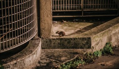 à Paris, des locataires d’un HLM en guerre contre les rats – Libération