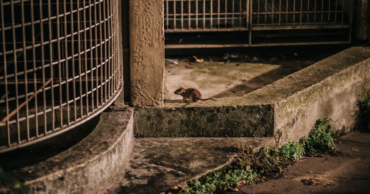 à Paris, des locataires d’un HLM en guerre contre les rats – Libération