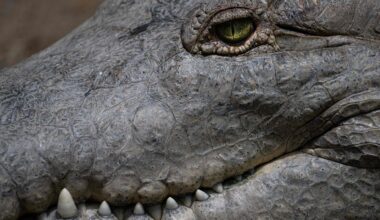« Un crocodile dans la piscine » d’un luxueux hôtel en Australie, la baignade évacuée