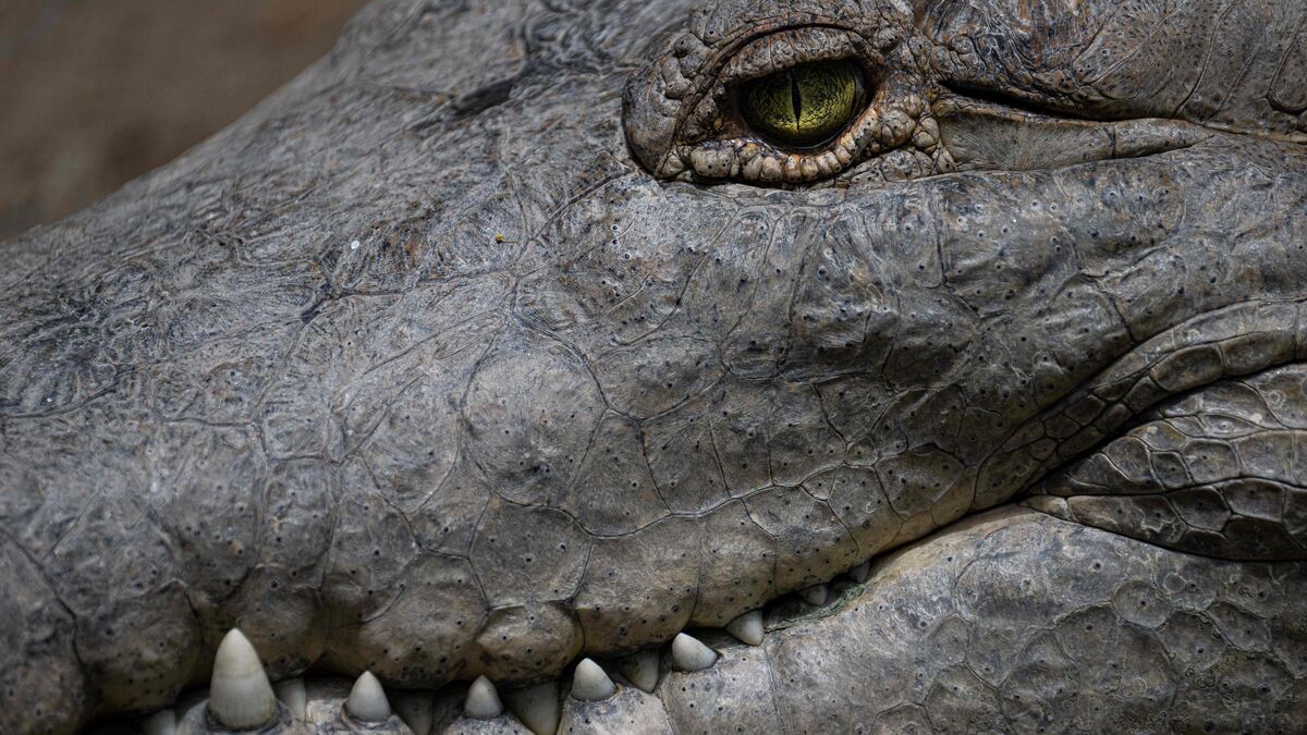 « Un crocodile dans la piscine » d’un luxueux hôtel en Australie, la baignade évacuée