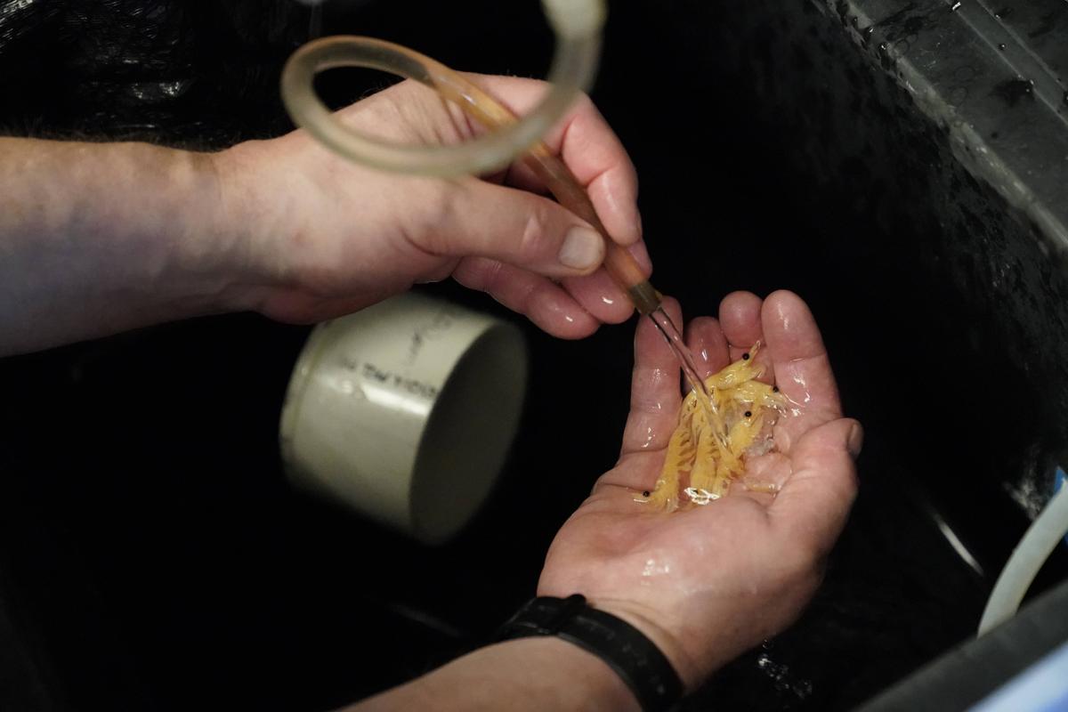 C’est quoi le krill, ce minuscule crustacé au cœur d’une bataille entre l’Ukraine et la Russie ?