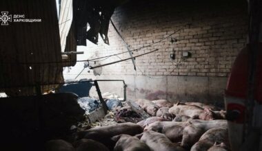 Attaque de sites gaziers en Ukraine, 13 000 cochons tués dans un incendie à la suite de frappes russes, le retour du pétrolier de la flotte fantôme… L’actu du conflit en Ukraine ce vendredi 3 octobre – Libération