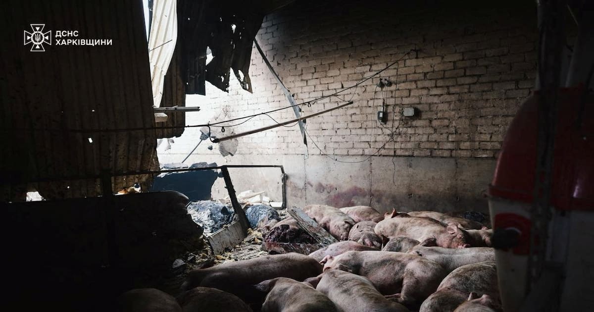 Attaque de sites gaziers en Ukraine, 13 000 cochons tués dans un incendie à la suite de frappes russes, le retour du pétrolier de la flotte fantôme… L’actu du conflit en Ukraine ce vendredi 3 octobre – Libération