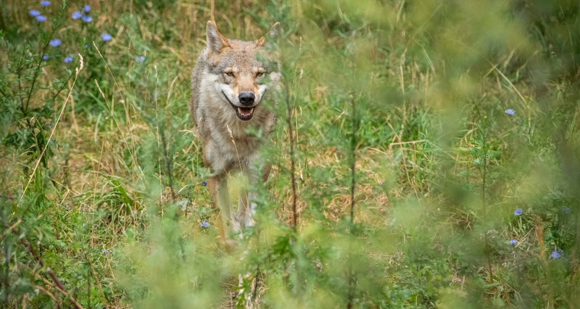 Loups en France : une population fragile sous surveillance