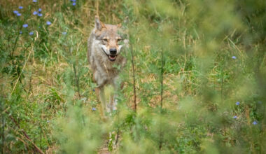 Loups en France : une population fragile sous surveillance