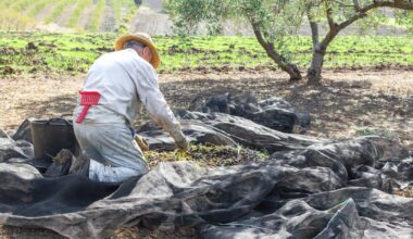 Olives espagnoles: l'Union européenne autorisée à imposer des sanctions contre les États-Unis - Le Figaro