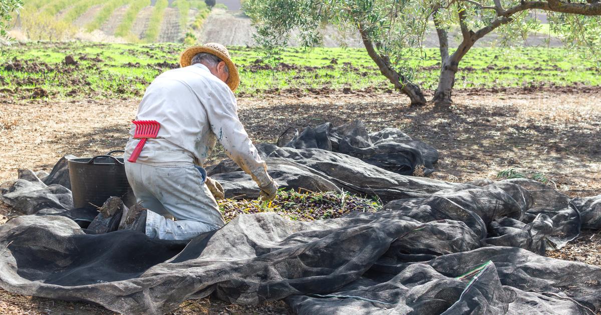 Olives espagnoles: l'Union européenne autorisée à imposer des sanctions contre les États-Unis - Le Figaro