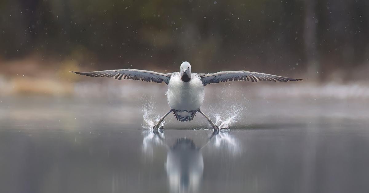 Nos 10 coups de cœur des finalistes du Comedy Wildlife Photography Awards