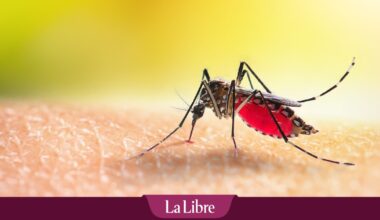 La Belgique enregistre ses premiers cas d'un virus exotique "très dangereux"