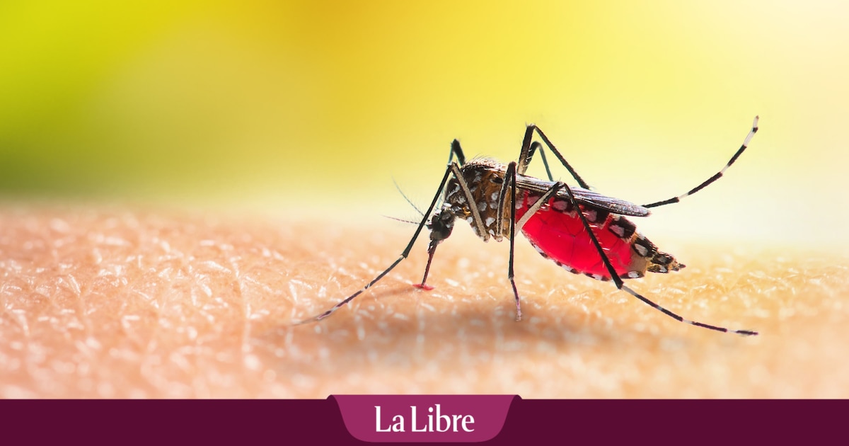 La Belgique enregistre ses premiers cas d'un virus exotique "très dangereux"