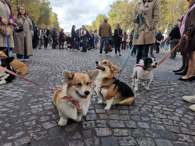 Des centaines de chiens ont défilé sur les Champ-Elysées pour la première marche des animaux.