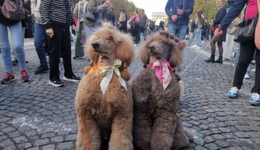 « C’est historique » : sur les Champs-Élysées, des centaines de chiens défilent pour la marche des animaux