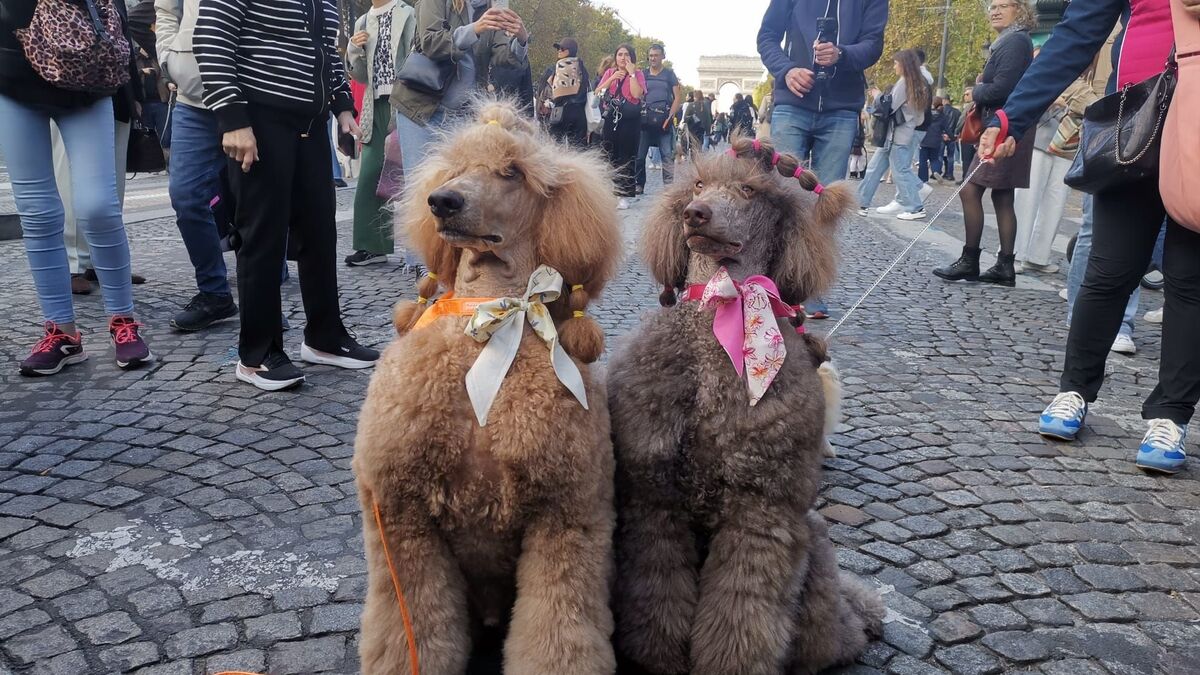 « C’est historique » : sur les Champs-Élysées, des centaines de chiens défilent pour la marche des animaux