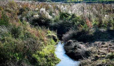 en Bretagne, la bataille fait rage autour des plans d’eau – Libération