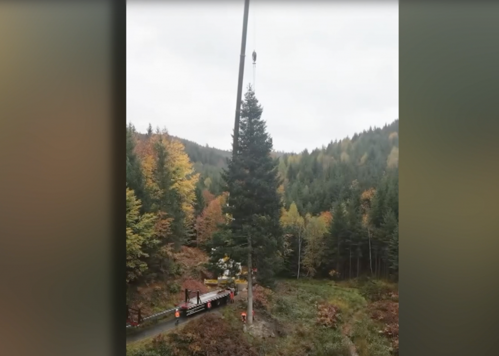 un sapin de Saint-Quirin en route pour Strasbourg ! 