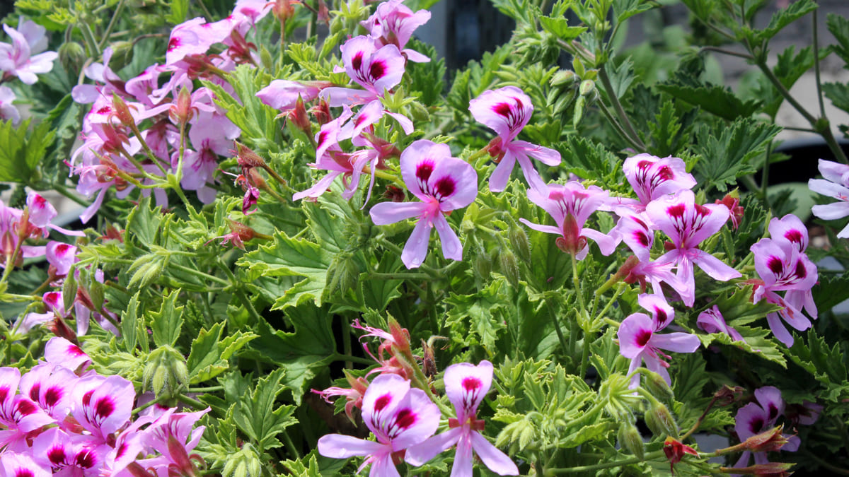 Cette plante miracle fleurit tout l’été et fait fuir les tiques