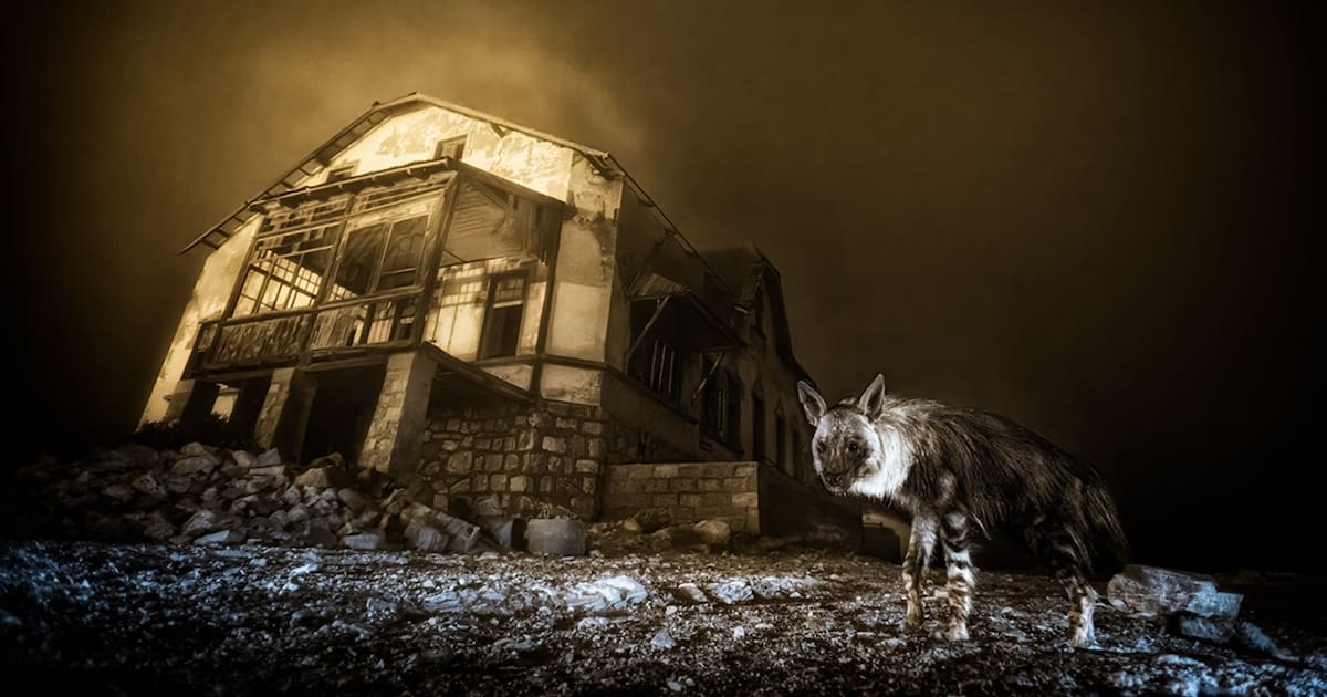 Le cliché d’une hyène dans un village fantôme de Namibie remporte le prix de la photo animalière 2025 – Libération