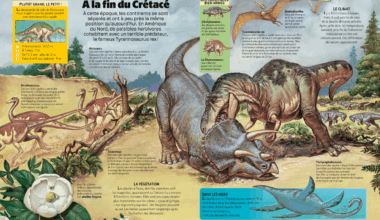 La grande encyclopédie Nathan • Le Suricate