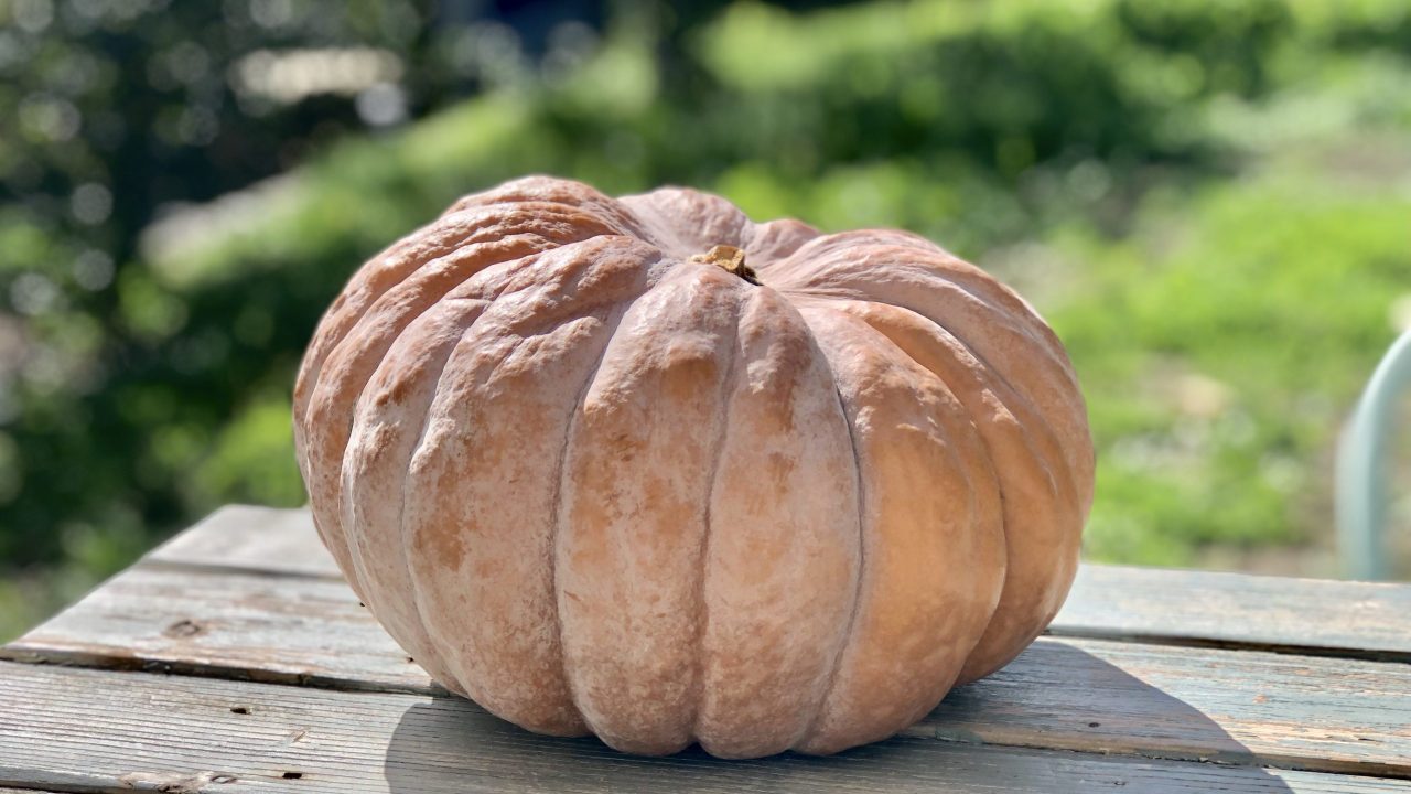 Nos idées sorties du week-end des 10, 11 et 12 octobre 2025 dans la Loire