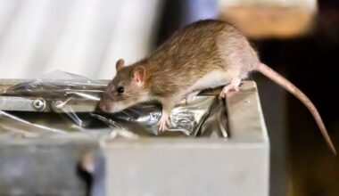 « Une grosse tête de rat qui sort » : rongeurs, cafards… Le cauchemar des locataires d’une résidence étudiante à Paris