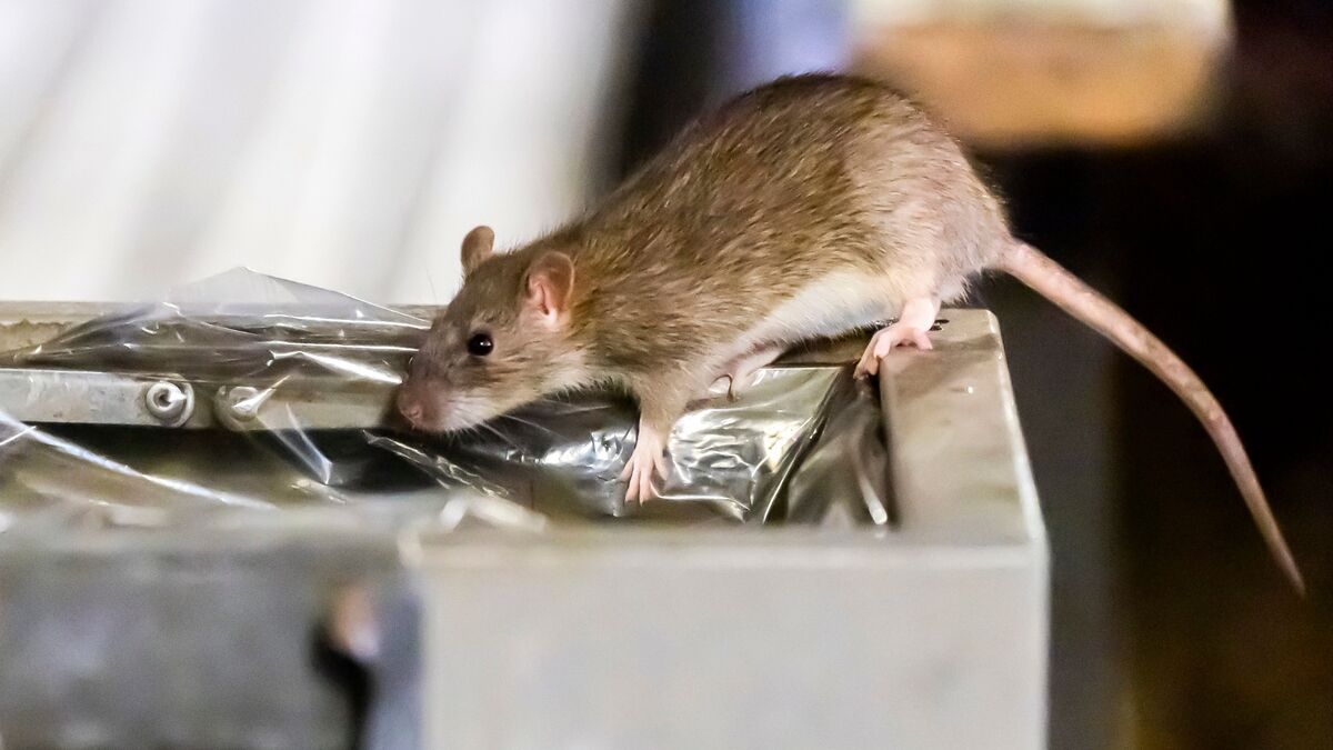 « Une grosse tête de rat qui sort » : rongeurs, cafards… Le cauchemar des locataires d’une résidence étudiante à Paris