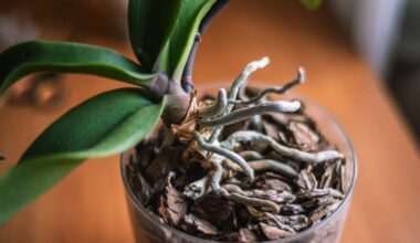 Le secret infaillible pour faire refleurir votre orchidée après une longue période sans fleurs