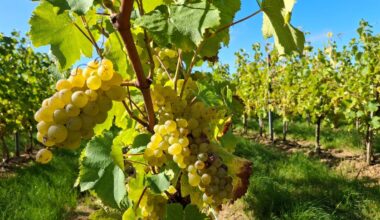 Les vins franciliens prisés jusqu’à New York : ce ne sont pas « de simples curiosités »