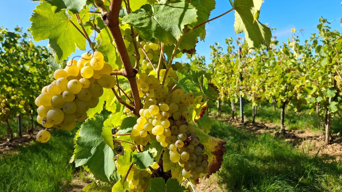 Les vins franciliens prisés jusqu’à New York : ce ne sont pas « de simples curiosités »