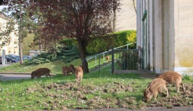 Près de Paris, les sangliers gagnent du terrain en ville : « C’est Verdun, chez nous ! »